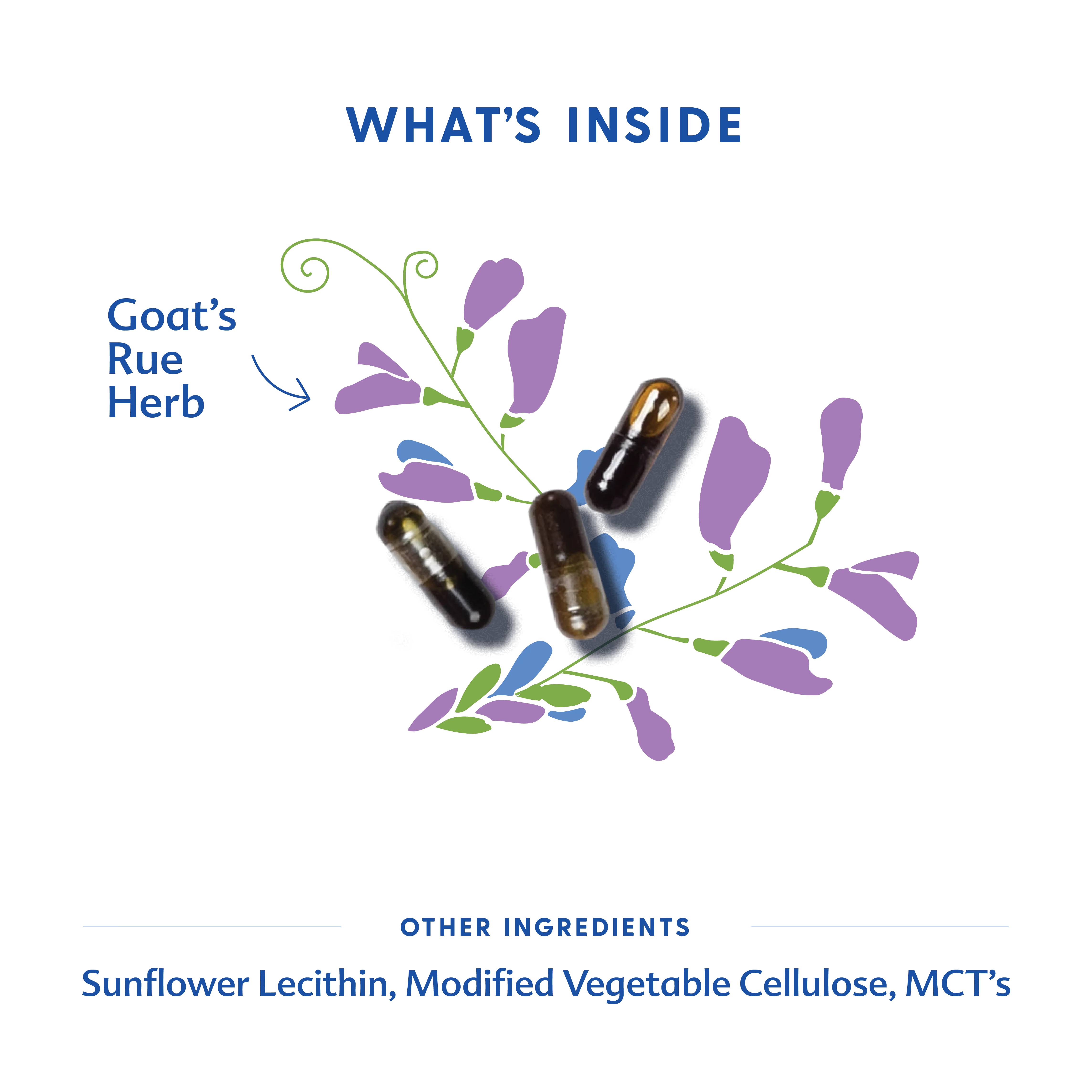 Goat's Rue - Liquid Capsules - Image 6