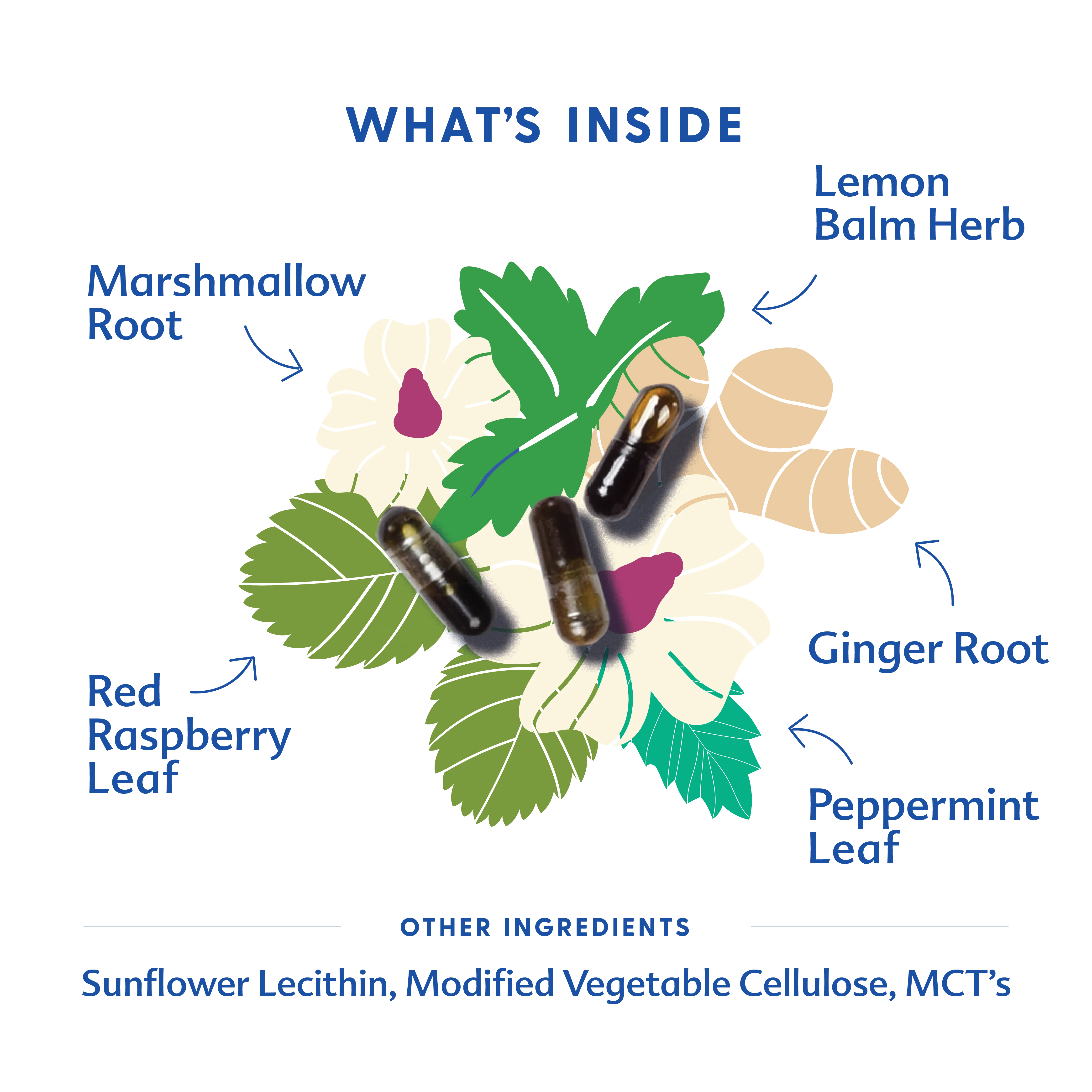 Morning Sickness Blend - Liquid Capsules - Image 4